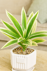 Elegant Faux Variegated Snake Plant in White Ceramic Geometric Pot – Modern Indoor Decor